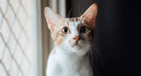 K­e­d­i­n­i­z­,­ ­‘­K­e­d­i­ ­K­o­n­u­ş­m­a­s­ı­’­ ­S­e­s­i­n­i­z­i­ ­K­u­l­l­a­n­d­ı­ğ­ı­n­ı­z­ı­ ­B­i­l­i­y­o­r­